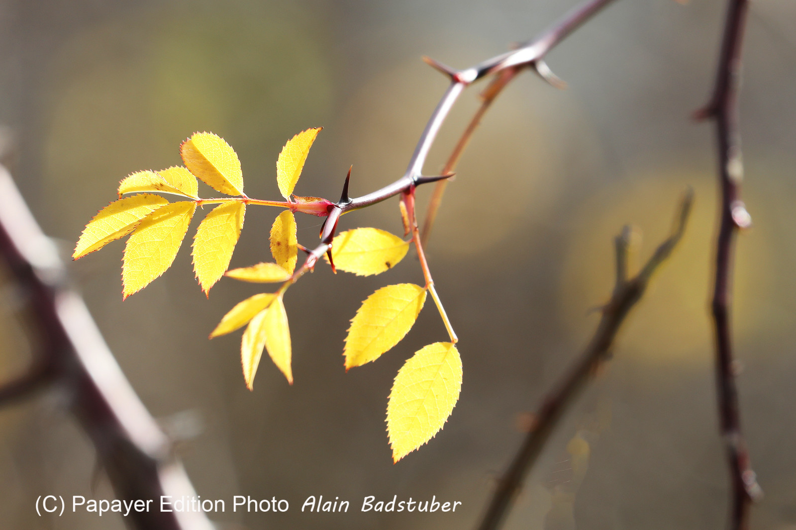 Faune et Flore de Suisse, 2022
