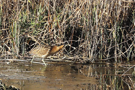 Faune et Flore de Suisse, 2022