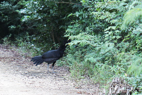 Deuxième séjour à Sarteneja, Bélize, Novembre - Décembre 2021