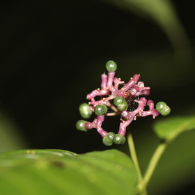 Quatre jours de terrain à Punta Gorda