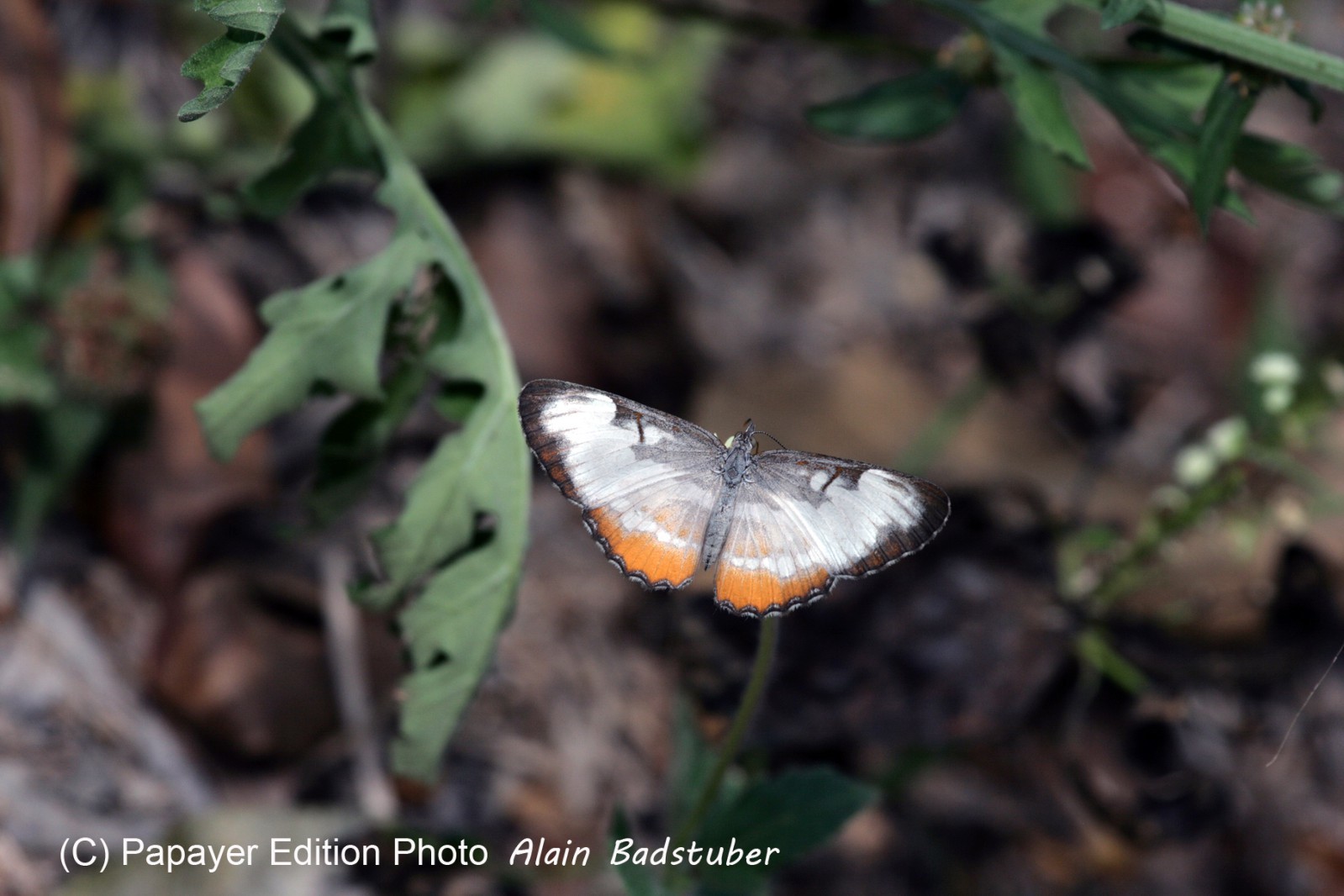 Images_Belize_2011_003