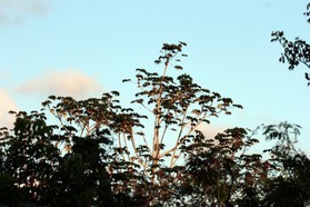 Images_Belize_2011_328