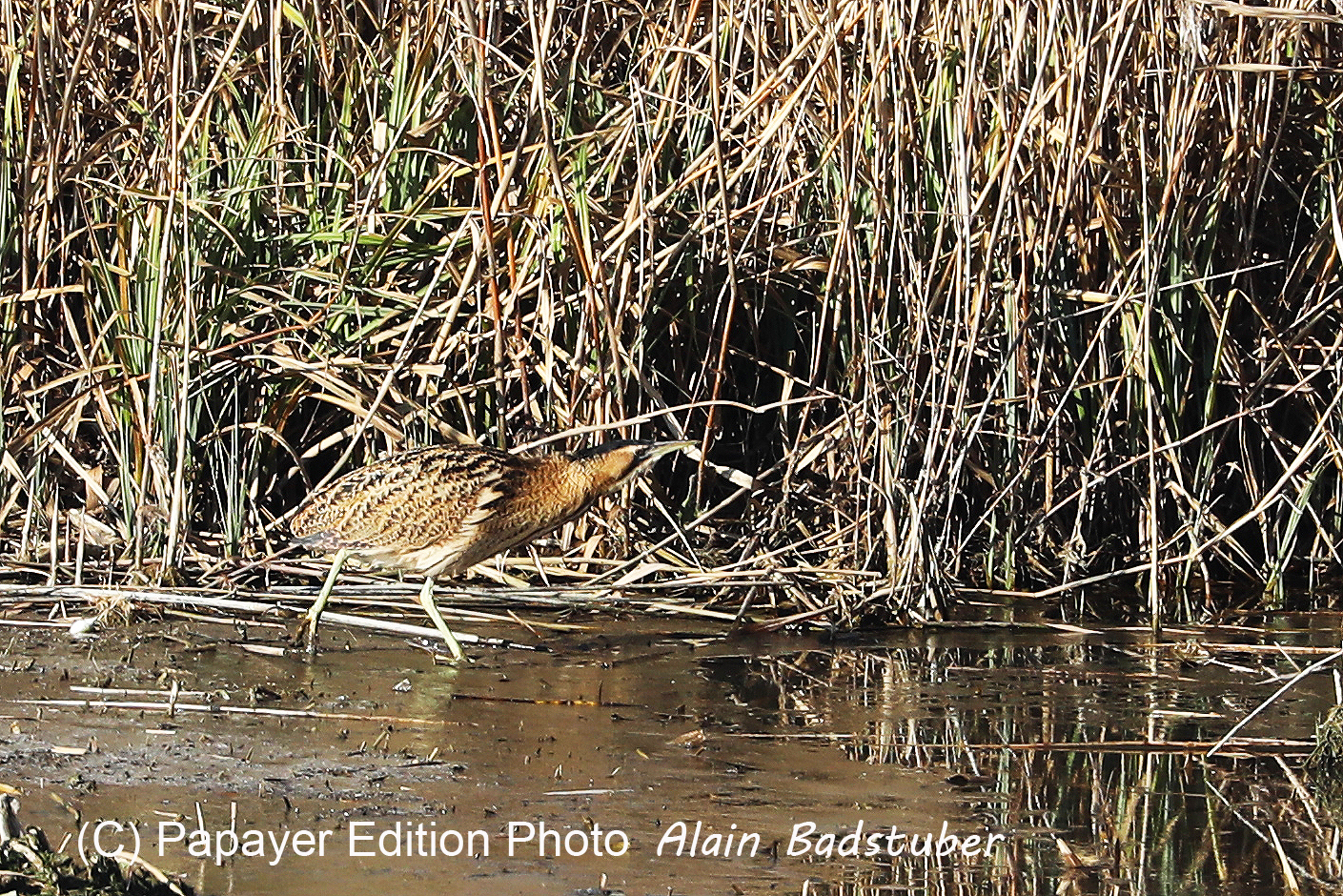 Faune et Flore de Suisse, 2022