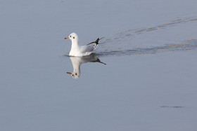 Faune et Flore de Suisse, 2022, Champs-Pittet, Mouette rieuse