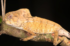 Quatre jours de terrain à Punta Gorda