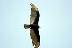 Images_Belize_2011_081