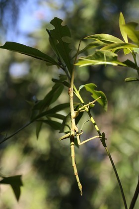 Phasmes à Cape Tribulation