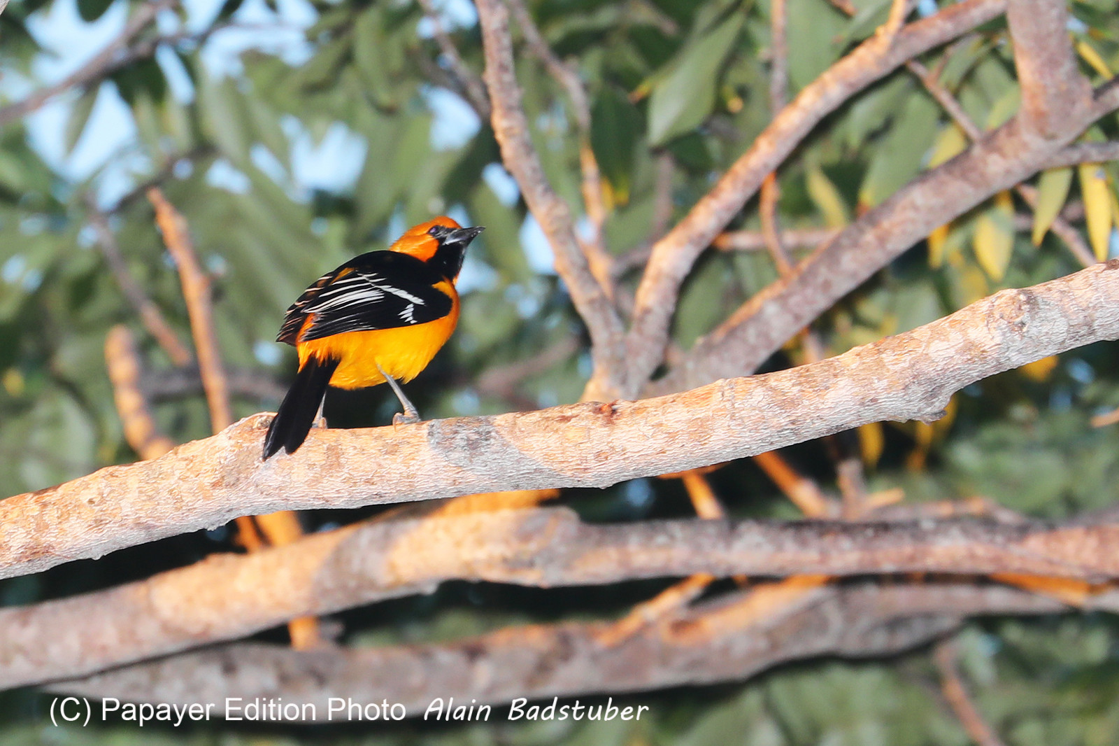 Deuxième séjour à Sarteneja, Bélize, Novembre - Décembre 2021
