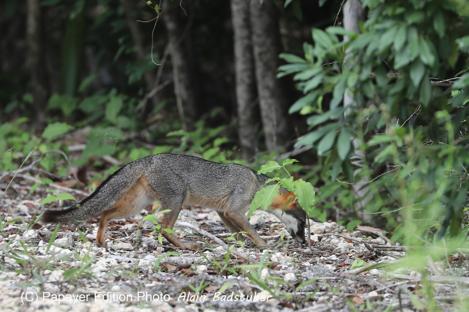 Deuxième séjour à Sarteneja, Bélize, Novembre - Décembre 2021