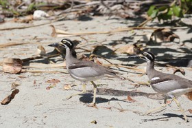 Oiseaux à Cape Tribulation