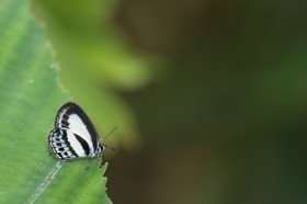 Papillons à Cape Tribulation