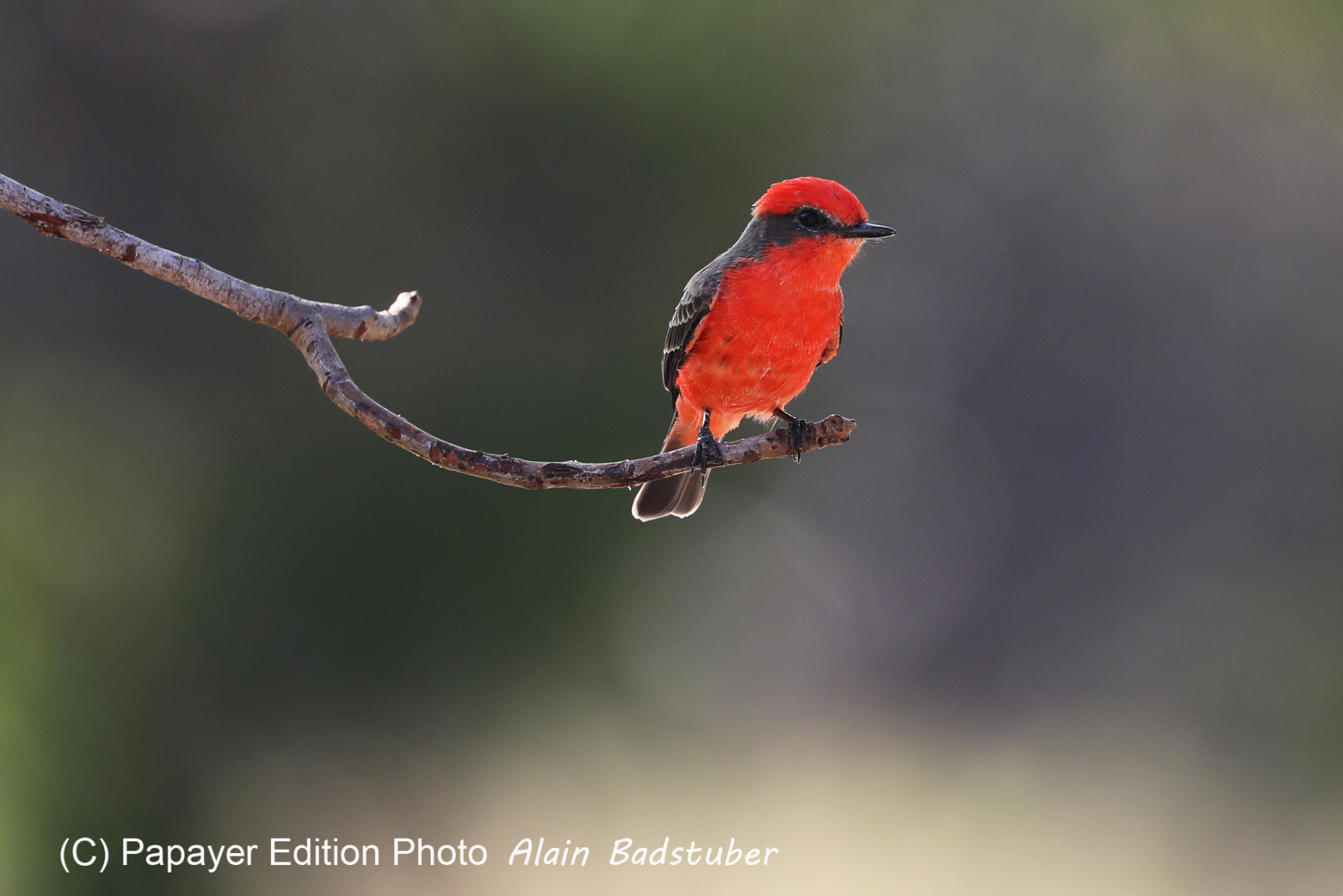 Premier séjour à Crooked Tree , au Bélize en octobre 2021