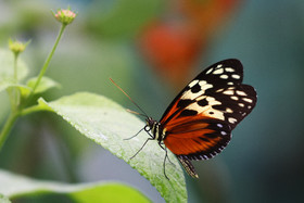 Punta Culebra Nature Center