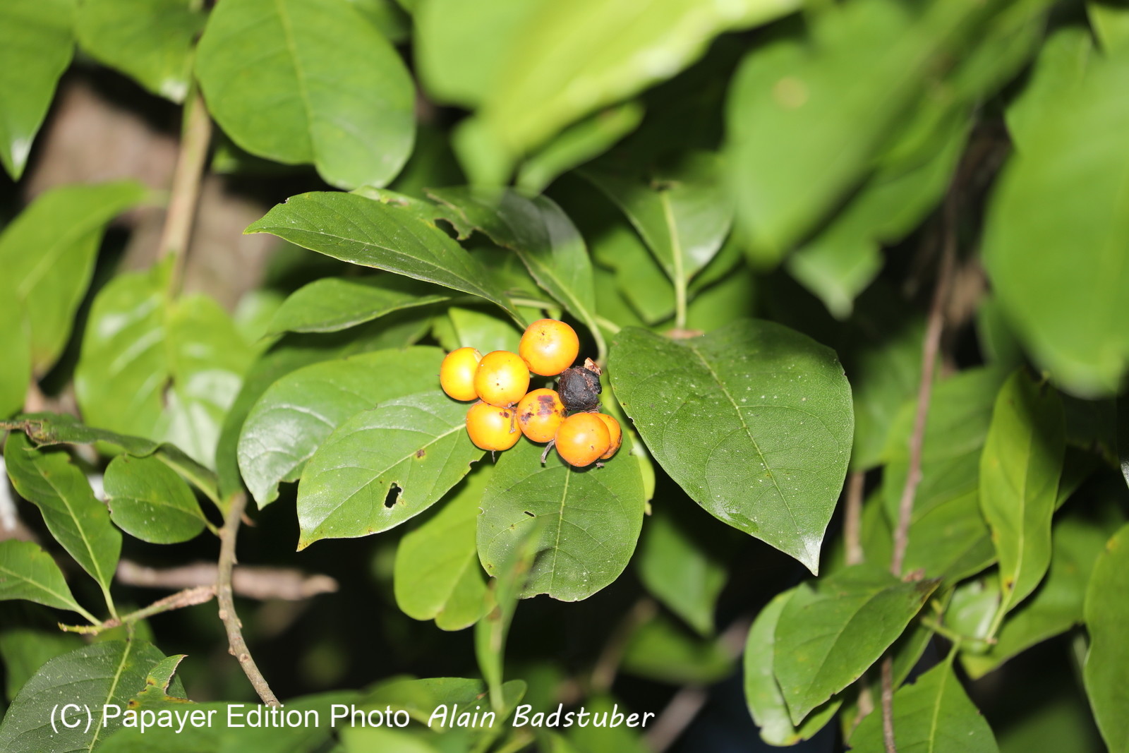 Quatre jours de terrain à Punta Gorda