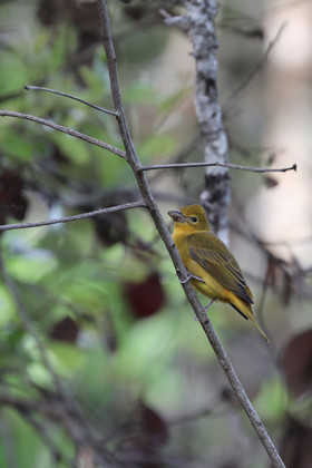 Premier séjour à Crooked Tree , au Bélize en octobre 2021