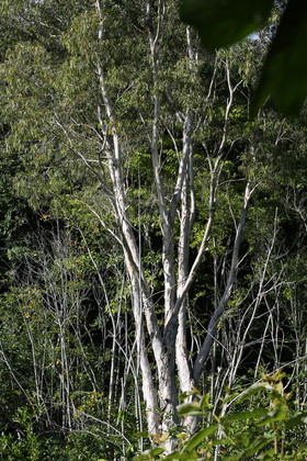 L'Australie à Cow Bay et Cape Tribulation en 2017