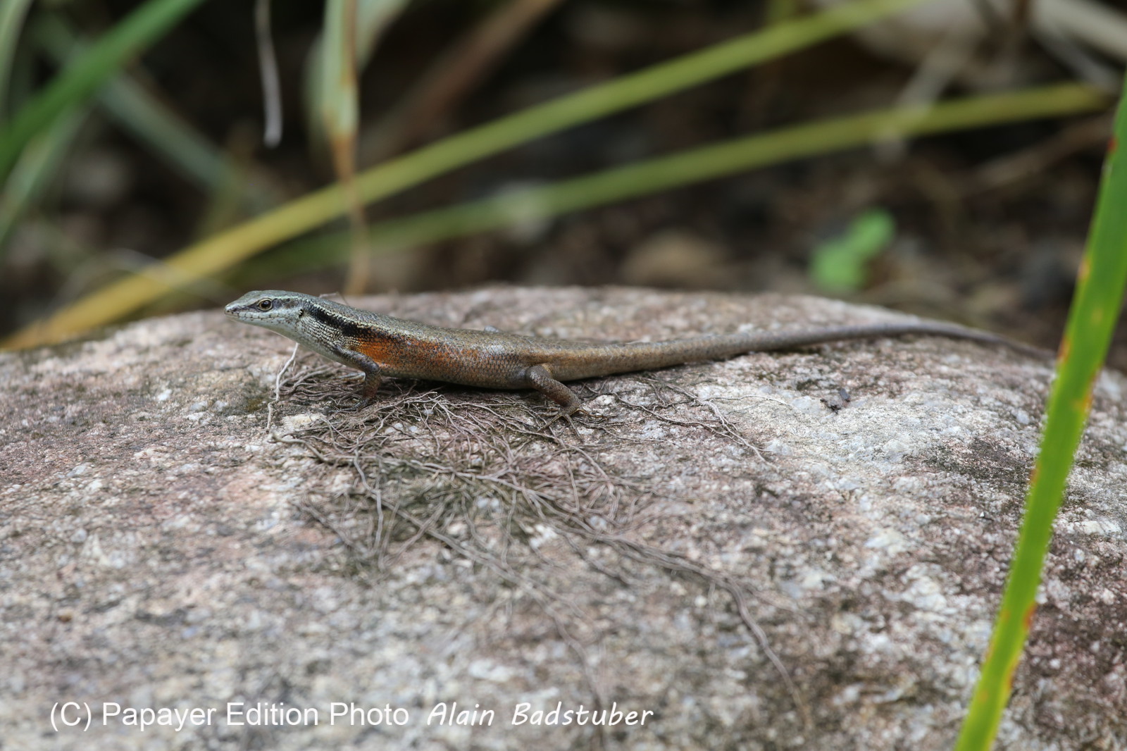 L'Australie à Cow Bay et Cape Tribulation en 2017