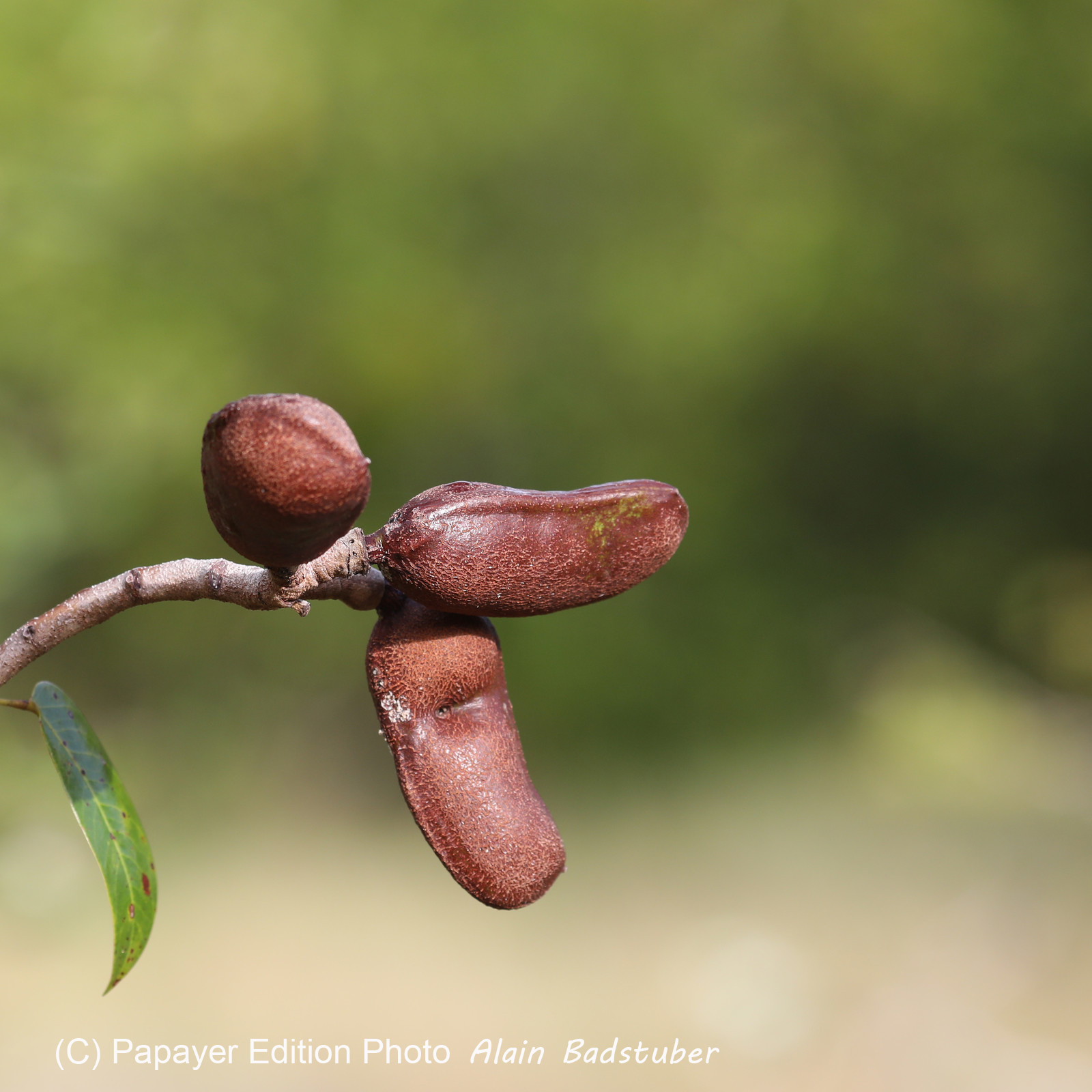 Premier séjour à Crooked Tree , au Bélize en octobre 2021