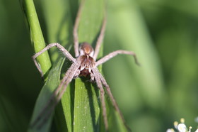 Ballade aux Follatères en mai 2018