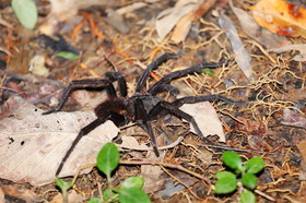 Hickatee Cottages, 4 jours de photo