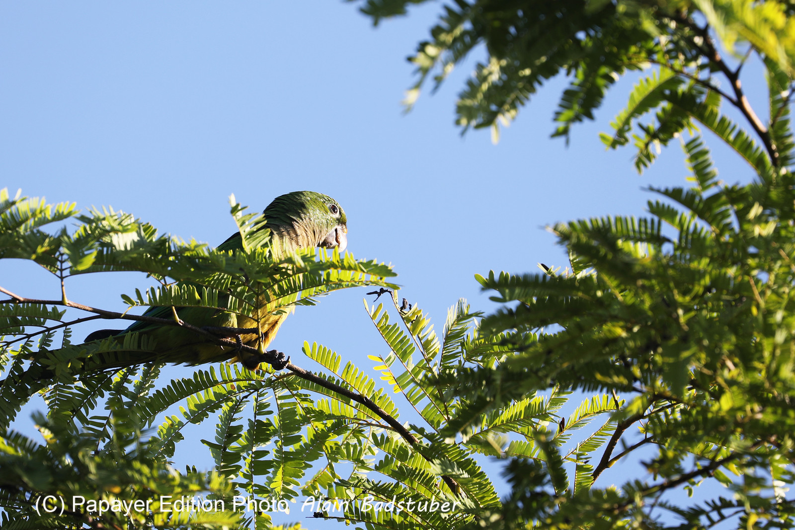 Deuxième séjour à Sarteneja, Bélize, Novembre - Décembre 2021