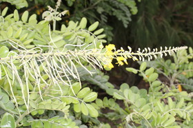 L'Australie à Cow Bay et Cape Tribulation en 2017