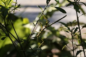 Phasmes à Cape Tribulation