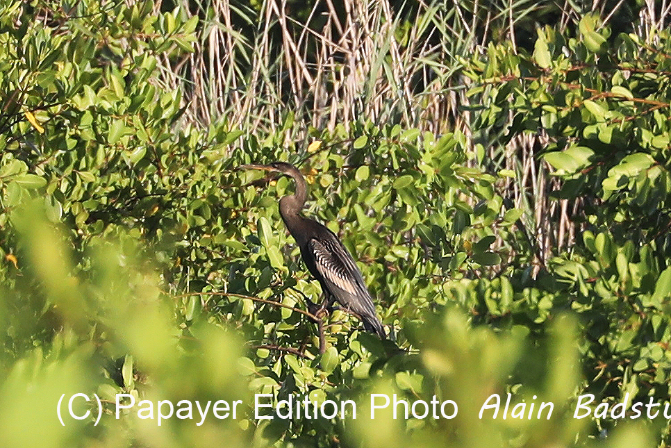 Hopkins, Octobre-Novembre 2021