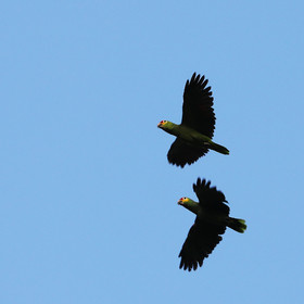 Premier séjour à Crooked Tree , au Bélize en octobre 2021