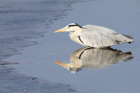 Faune et Flore de Suisse, 2022, Champs-Pittet, Heron cendré