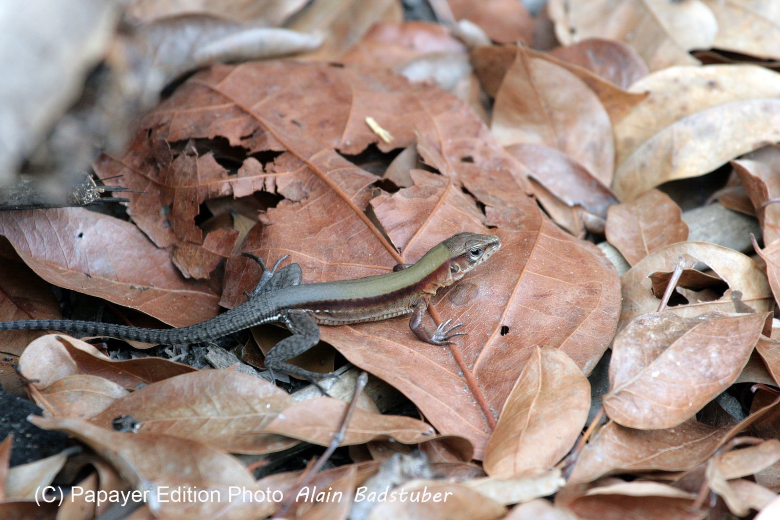 Images_Belize_2011_169