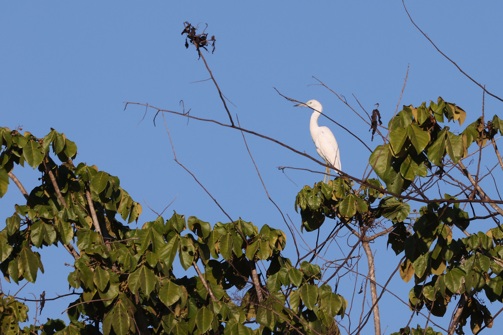 Aigrette-neigeuse_5.jpg