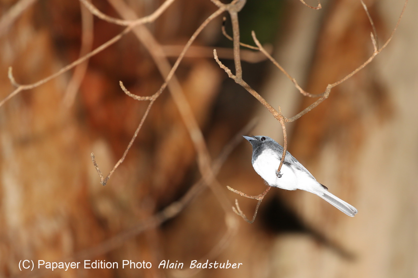 L'Australie à Cow Bay et Cape Tribulation en 2017