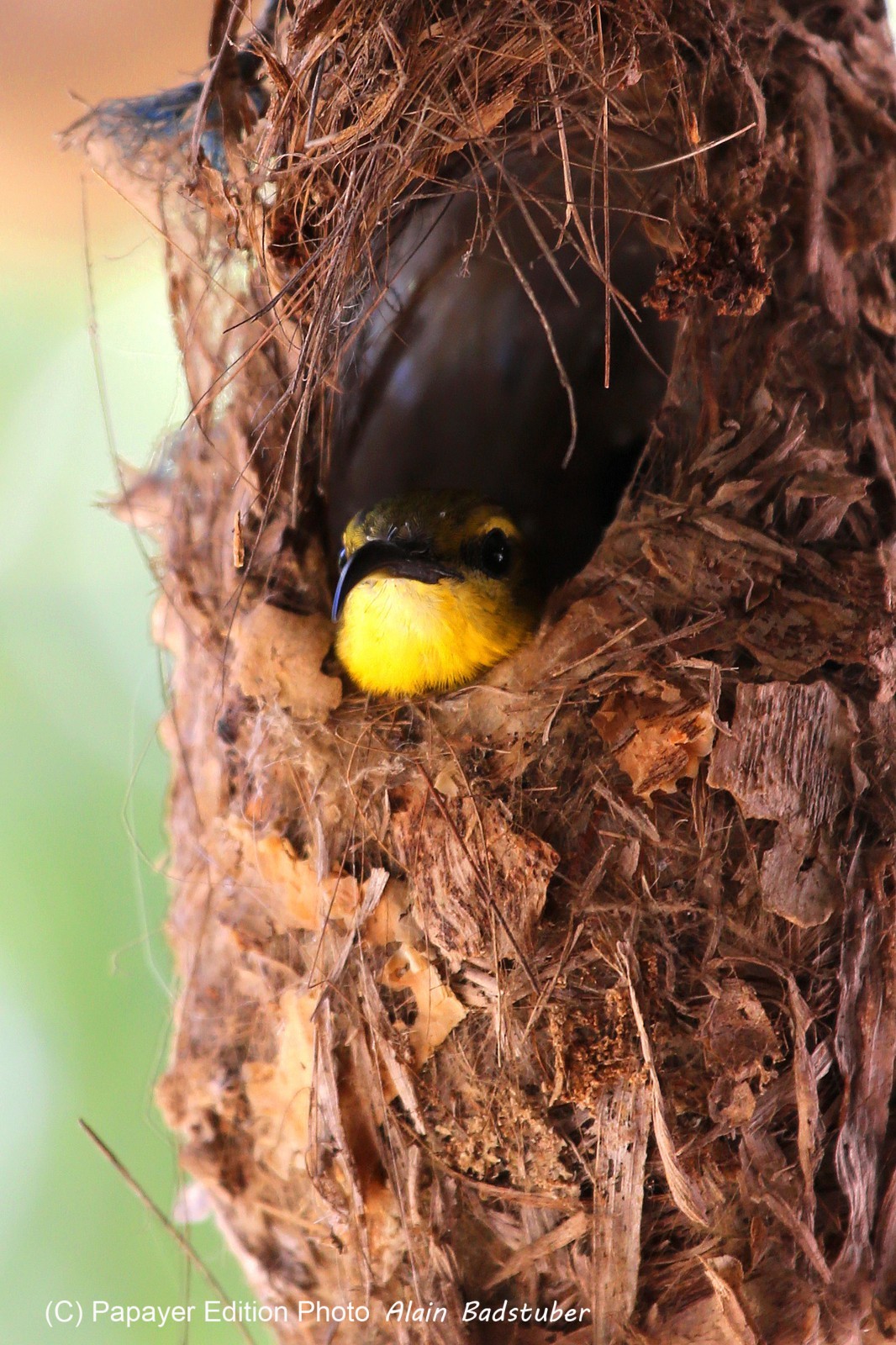 Oiseaux à Cape Tribulation