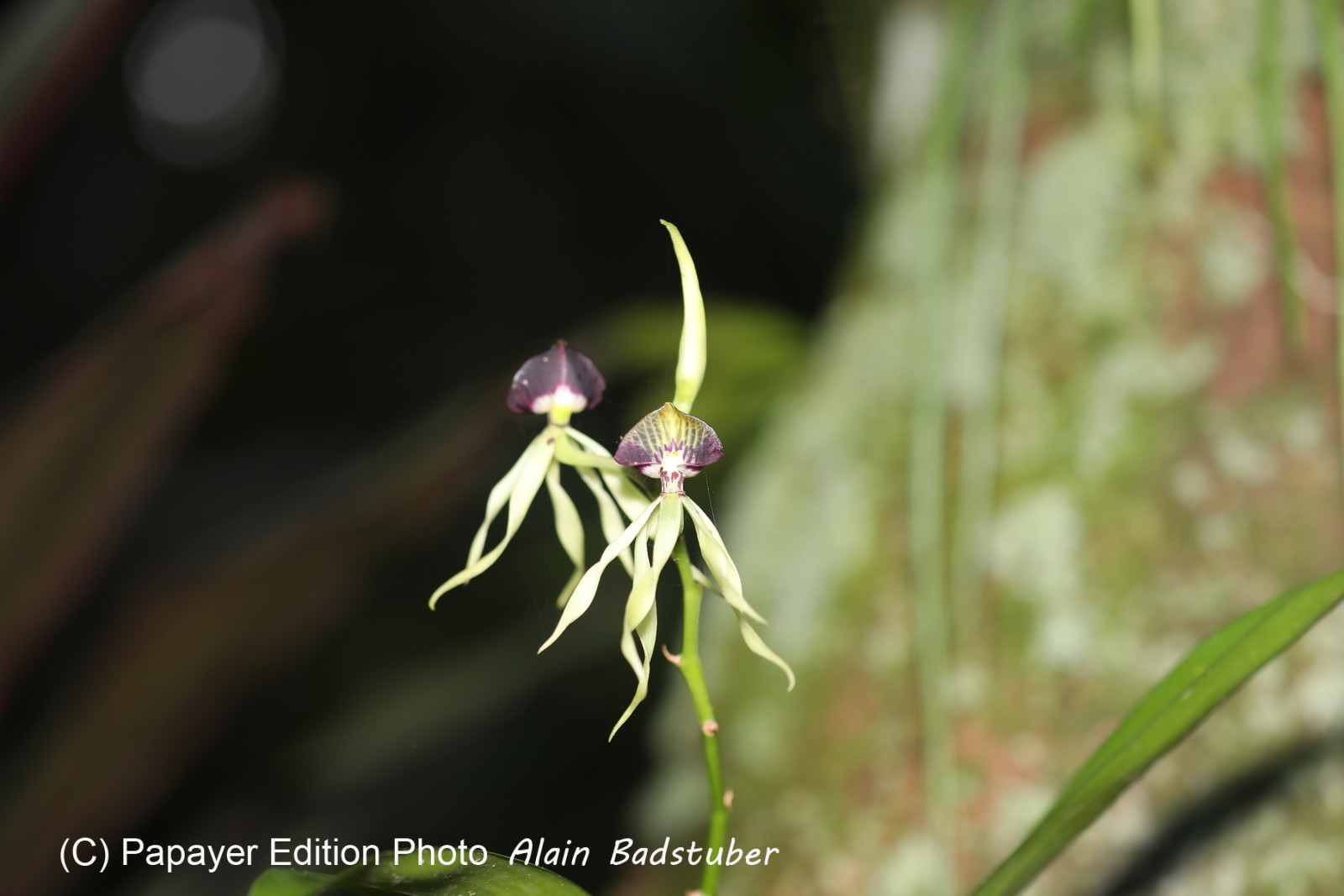 Quatre jours de terrain à Punta Gorda