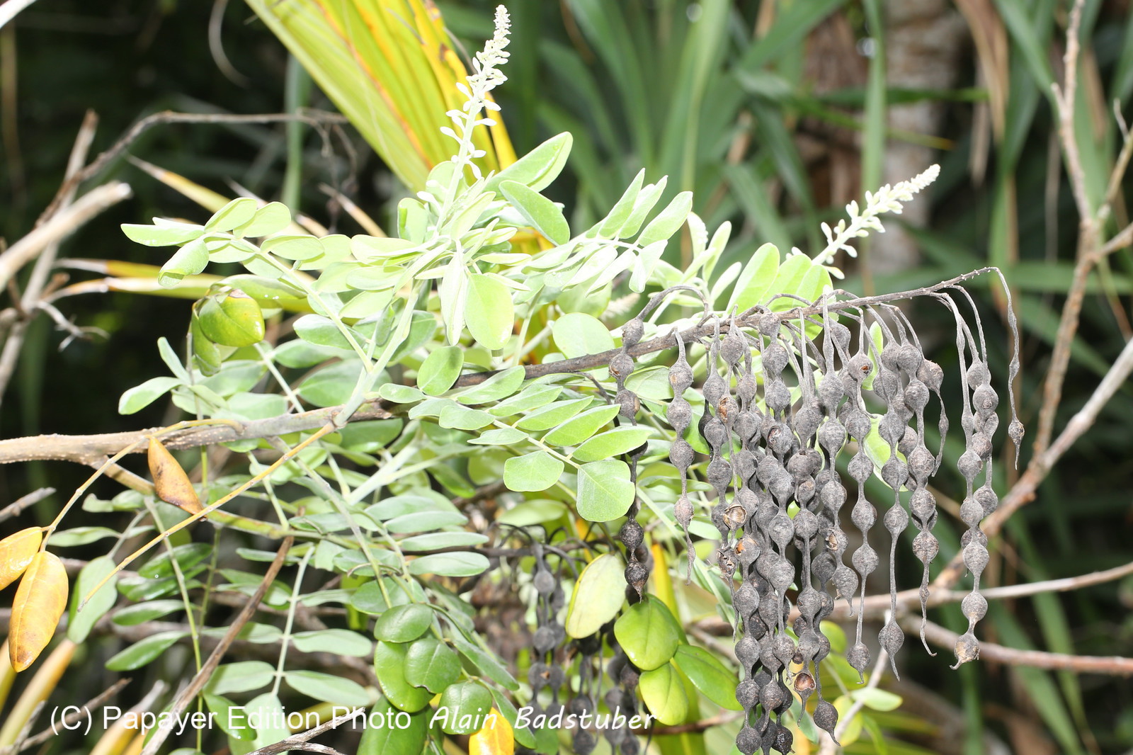 L'Australie à Cow Bay et Cape Tribulation en 2017
