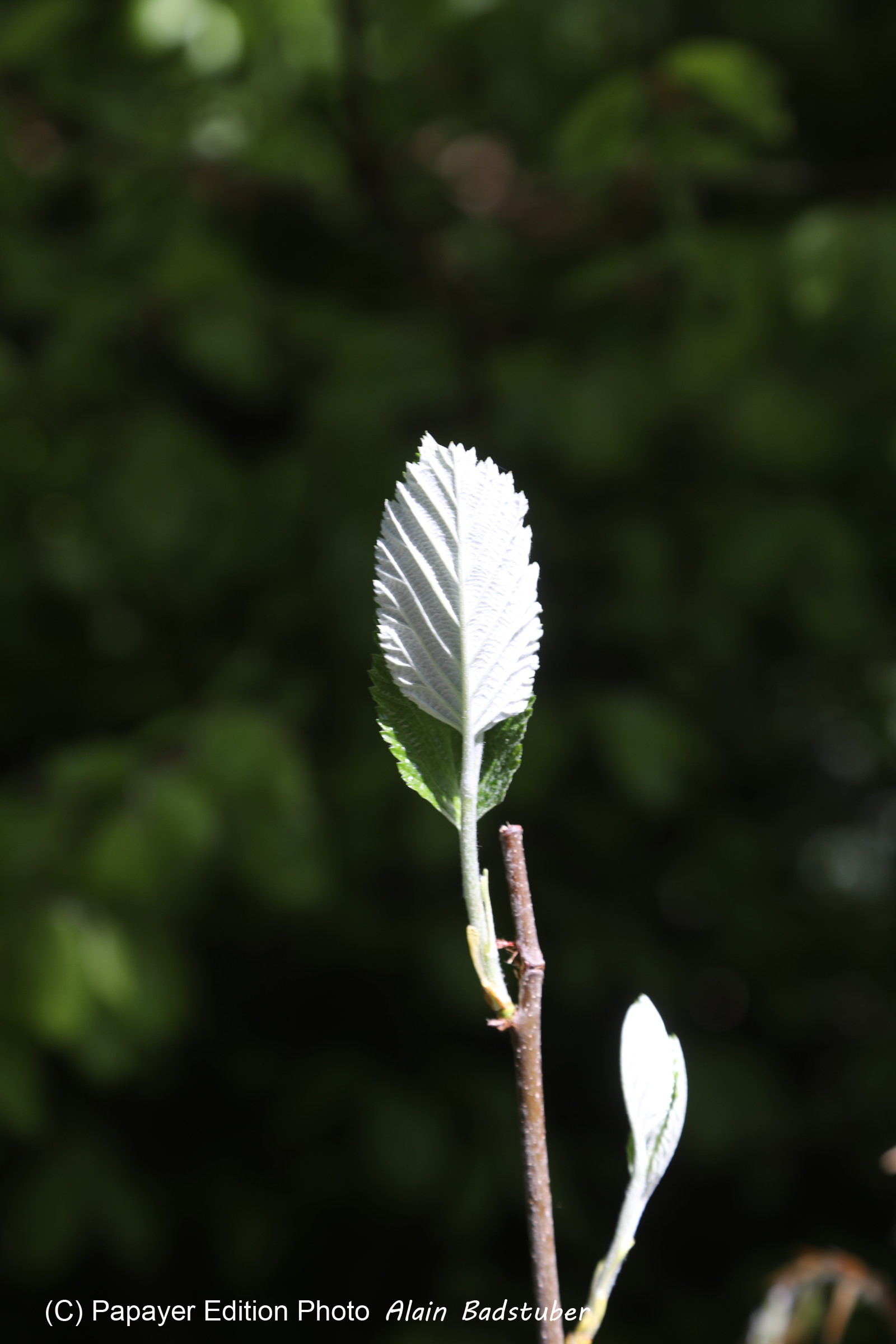 Ma balade du premier mai 2019