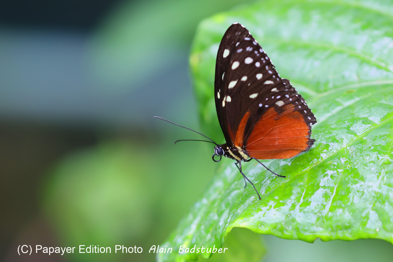 Punta Culebra Nature Center