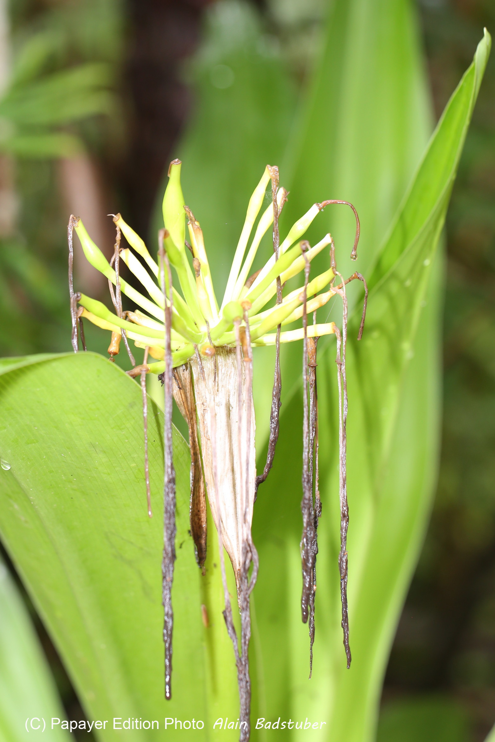 L'Australie à Cow Bay et Cape Tribulation en 2017
