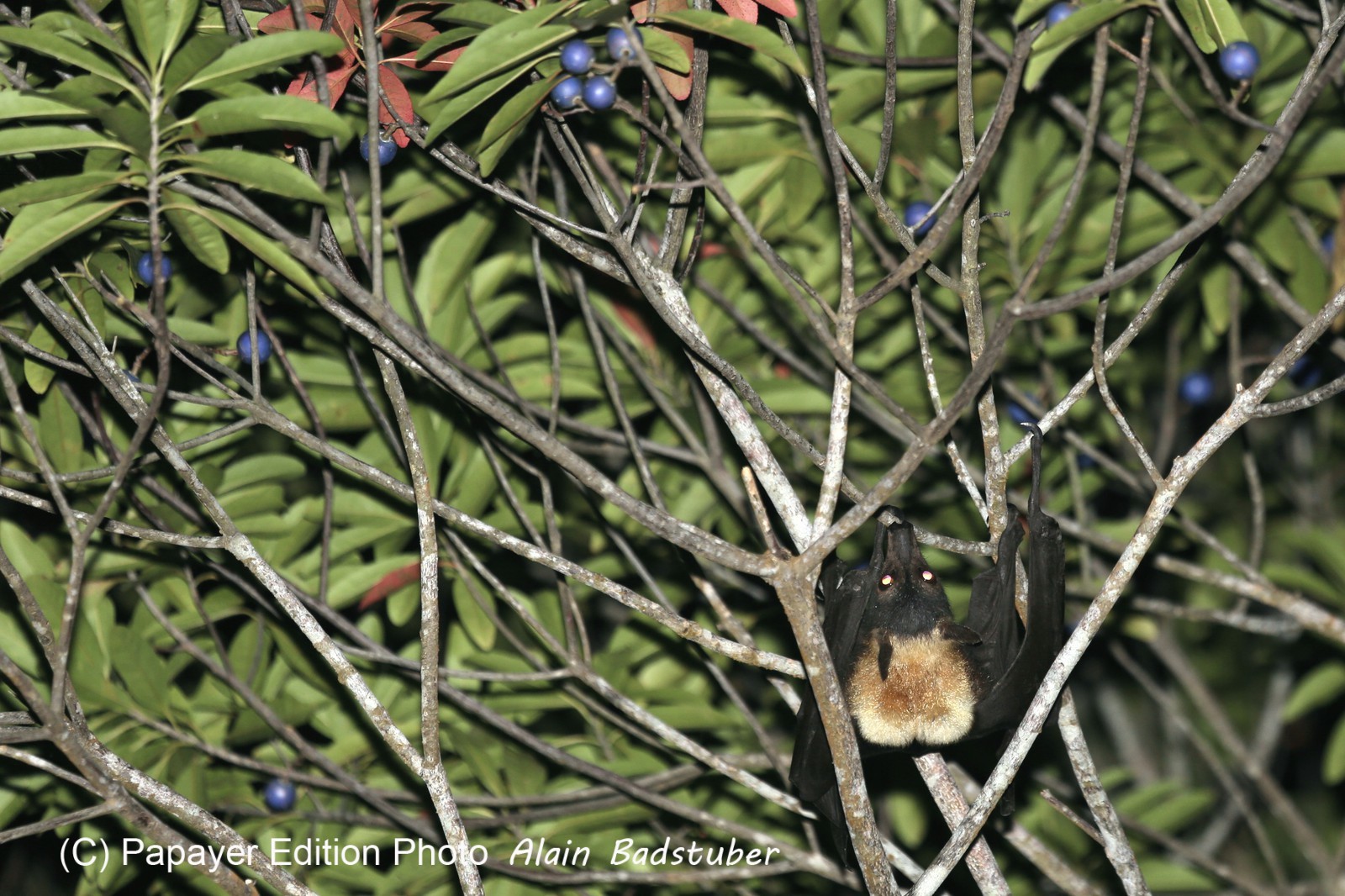 Mammifères à Cape Tribulation