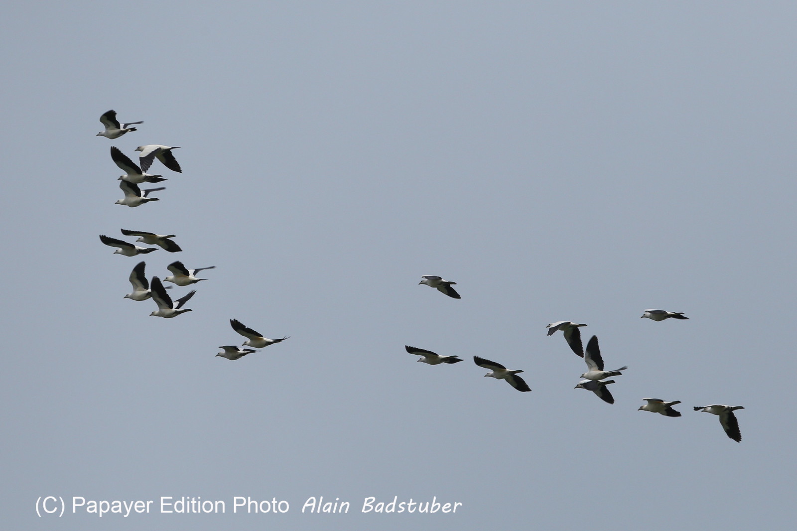 L'Australie à Cow Bay et Cape Tribulation en 2017