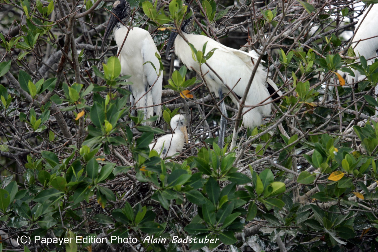 Images_Belize_2011_113