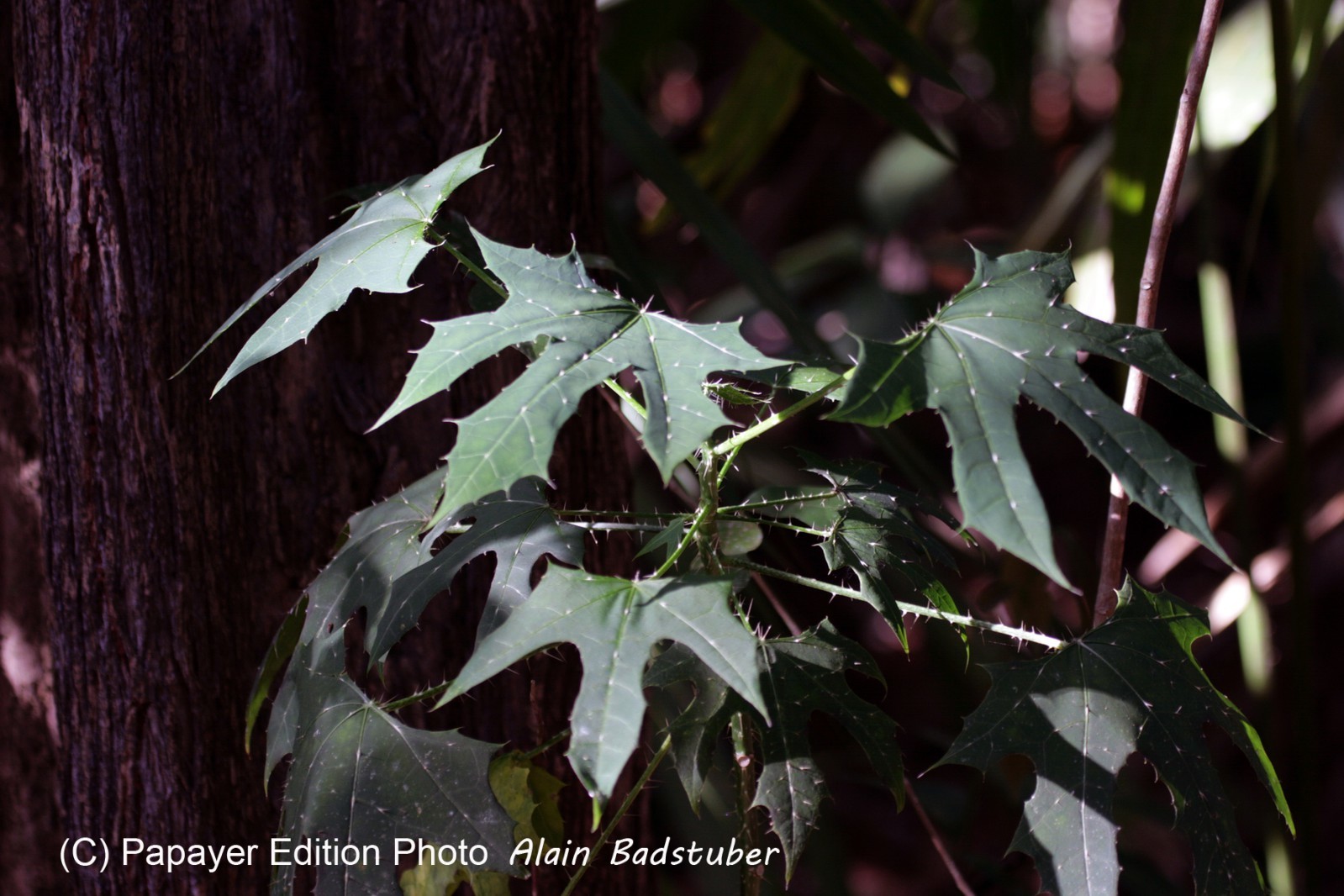 Images_Belize_2011_265