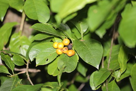 Quatre jours de terrain à Punta Gorda