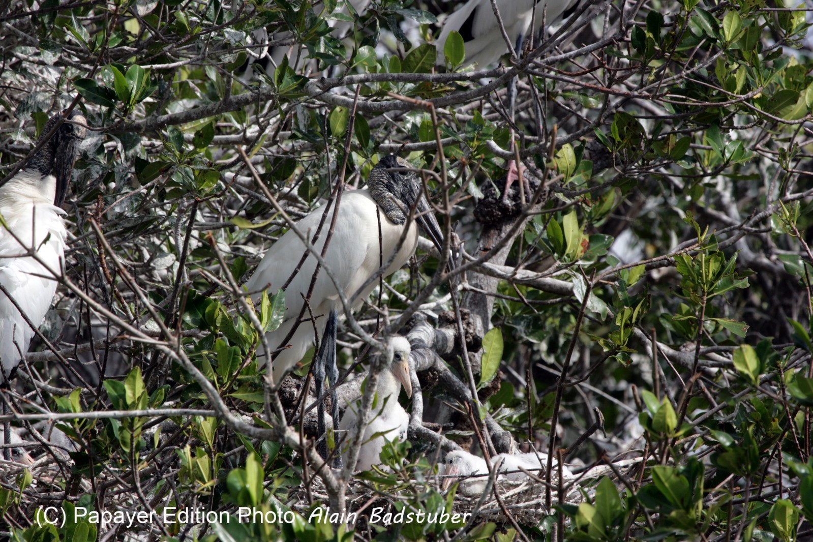 Images_Belize_2011_107