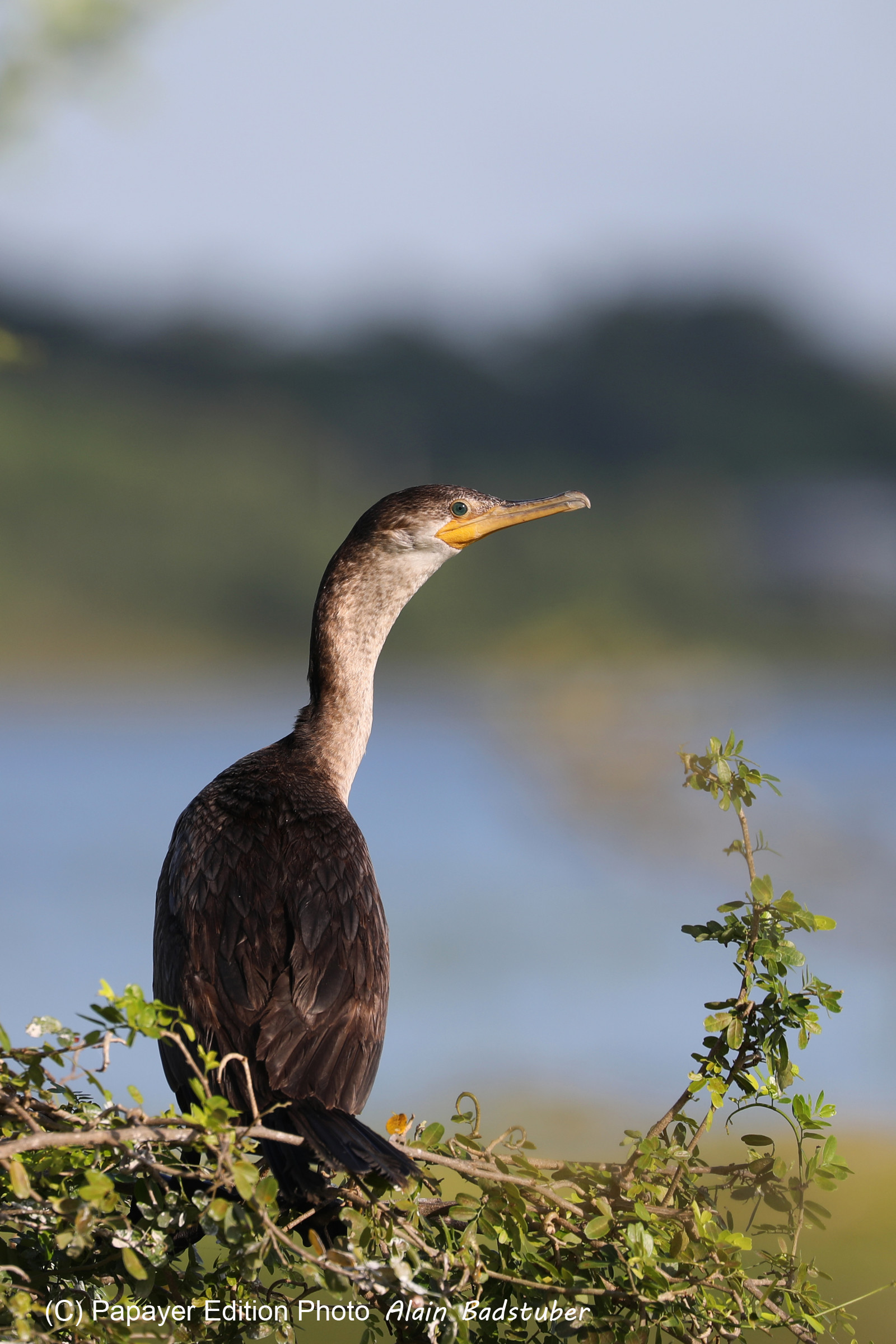 Premier séjour à Crooked Tree , au Bélize en octobre 2021