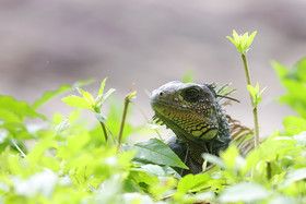 Punta Culebra Nature Center