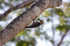 Images_Belize_2011_055