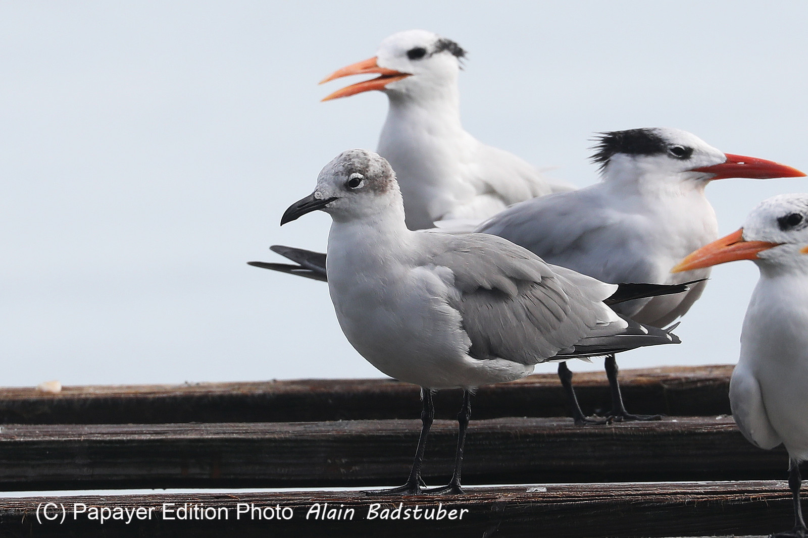 Hopkins, Octobre-Novembre 2021