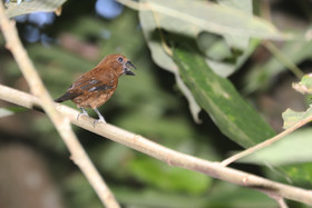 Quatre jours de terrain à Punta Gorda